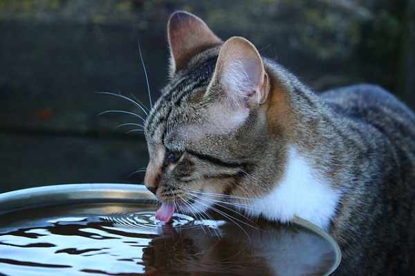 Minuman untuk kucing kampung