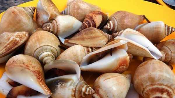 Seafood gonggong