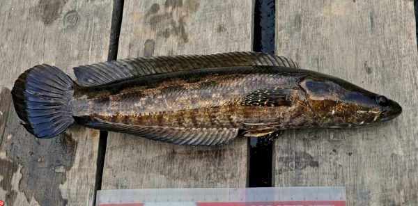 Umpan ikan gabus