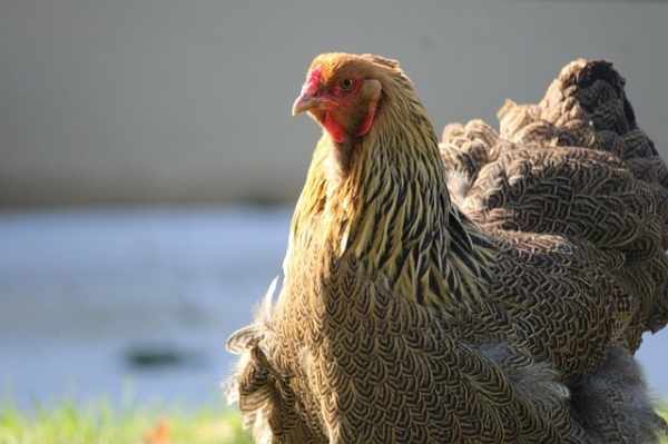 Harga ayam brahma anakan