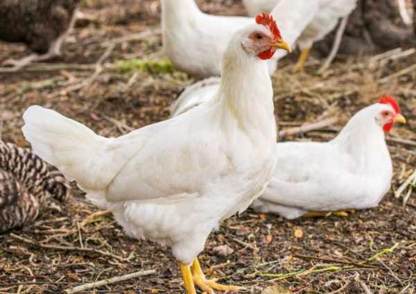 Harga ayam potong terbaru
