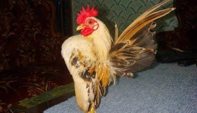 Harga ayam serama dewasa
