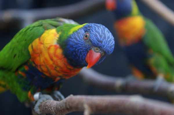 Harga burung beo anakan, bakalan, bahan