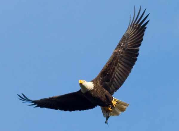 Harga burung elang anakan, brontok, bondol, golden eagle