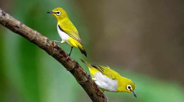 Harga burung pleci dakun, bustomi, lombok, auri, papua