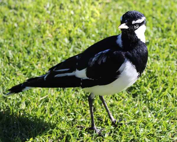 Jenis burung murai dan harganya