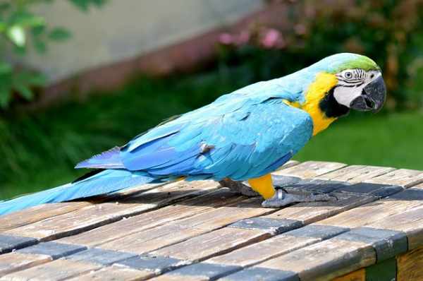Jenis dan harga burung nuri terbaru