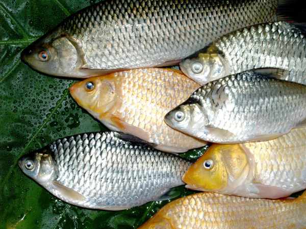 Cara membuat umpan ikan tombro galatama malam hari jitu