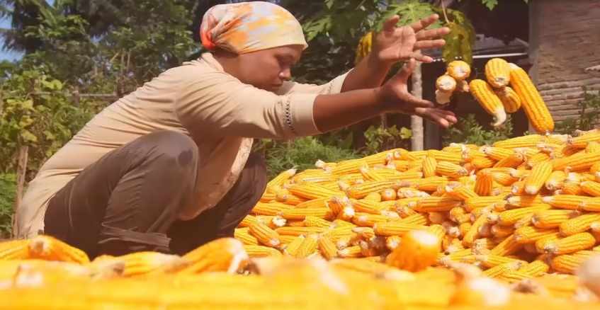 Cara menanam jagung yang baik dan benar