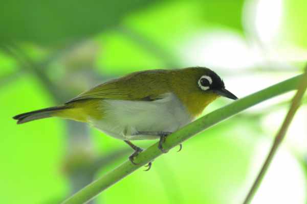 Cara merawat burung pleci biar ngekek panjang