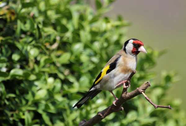 Harga burung kutilang emas, sutra, putih, jambul, mutiara