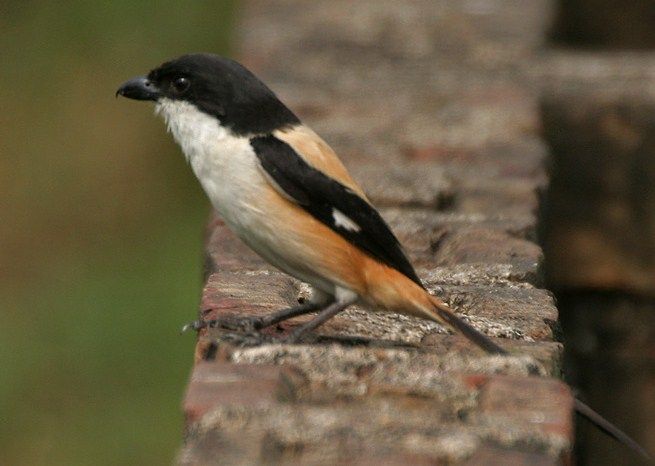 Harga burung pentet anakan, gacor, matahari, kembang, macan
