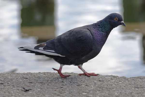 Jenis burung dara dan harganya