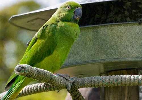 Jenis jenis burung betet dan harganya