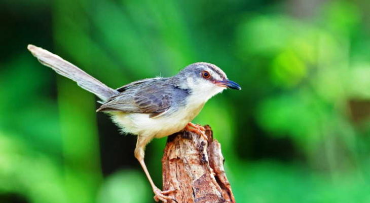 Jenis-jenis burung ciblek dan harganya