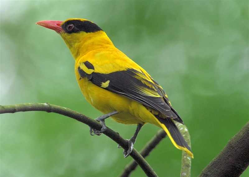 Jenis jenis burung kepodang dan harganya