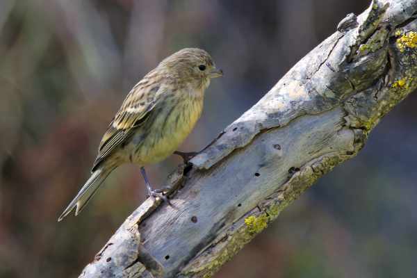Makanan burung kenari biar cepat gacor