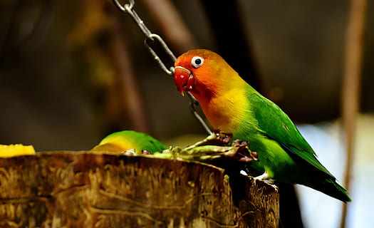 Makanan burung lovebird agar gacor dan ngekek panjang