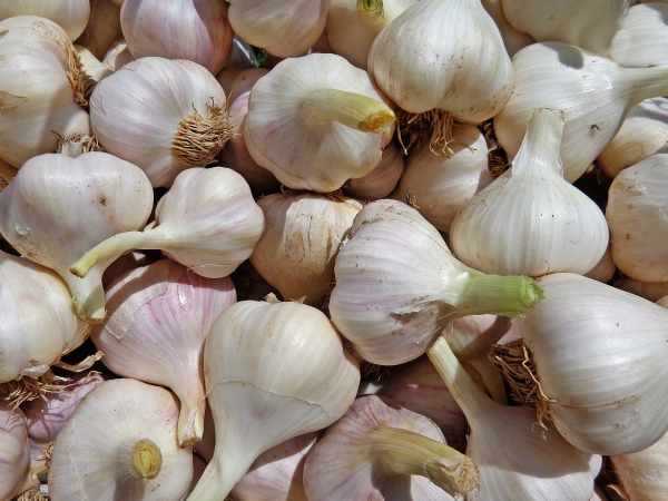 Menanam bawang putih di pot, polybag, paralon, hidroponik