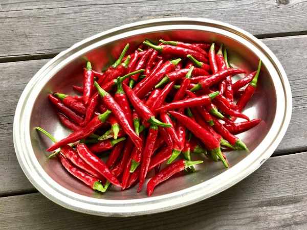 Menanam cabe rawit di pot, polybag untuk pemula
