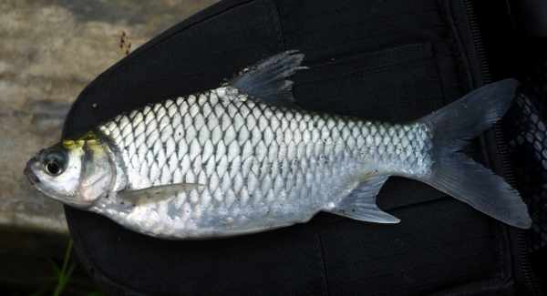 Umpan paling jitu untuk mancing ikan tawes