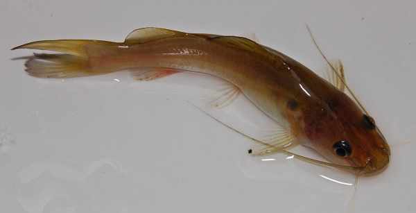 Cara membuat umpan ikan baung liar, sungai