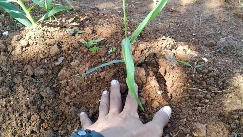 Menanam jahe merah di pot, kebun, dan lahan terbuka