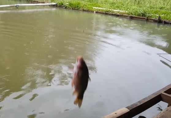 Umpan ikan mas air keruh