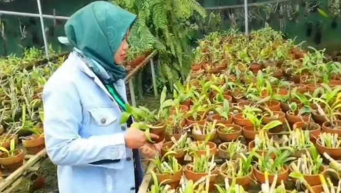 Budidaya bunga anggrek