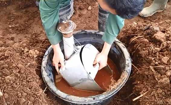 Cara membuat pupuk organik padat dari kotoran ayam