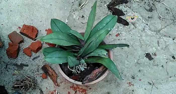 Cara menanam anggrek dengan sabut kelapa