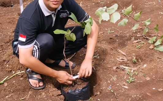 Cara menanam anggur merah
