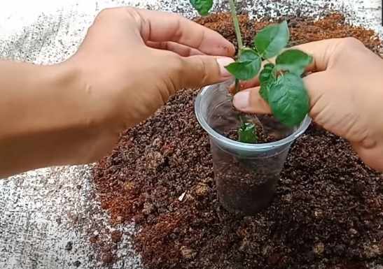 Cara menanam bunga mawar dalam pot