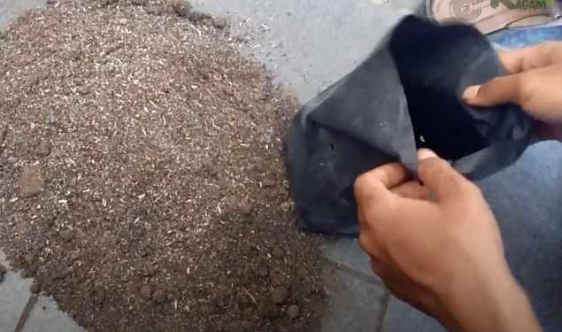 Cara menanam kentang di pot