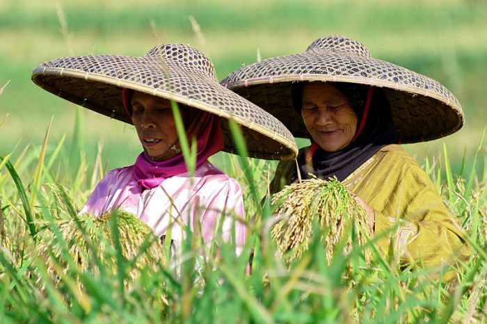 Cara menanam padi sampai panen
