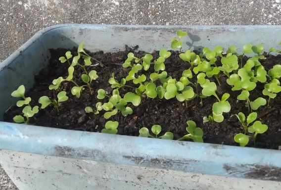 Cara menanam sawi di kebun