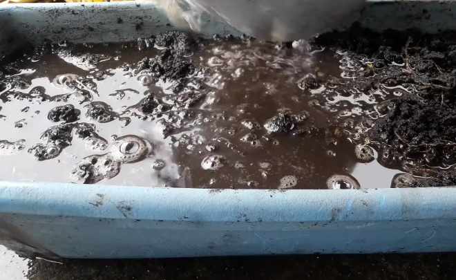 Cara menanam sawi di polybag
