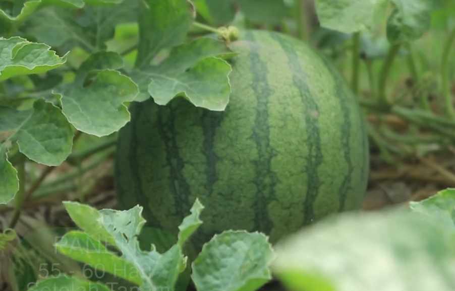 Cara menanam semangka di sawah