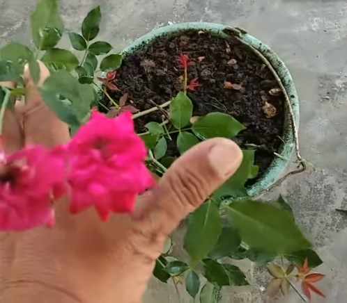 Cara merawat bunga mawar agar tidak layu