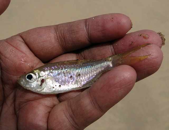 Ikan kecil