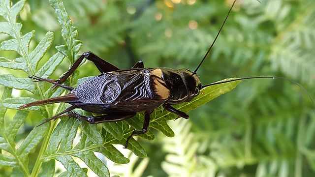 Jangkrik