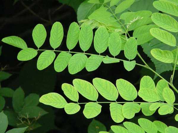 Makanan ikan koi terbaik, daun kelor