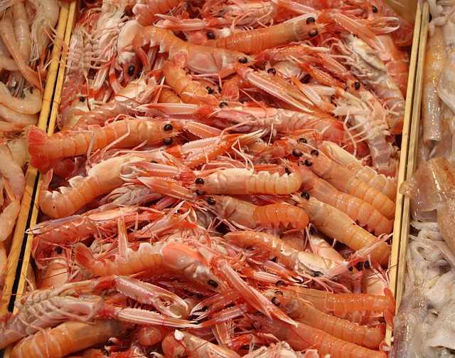 Makanan ikan louhan alami