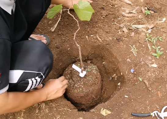 Menanam bibit anggur