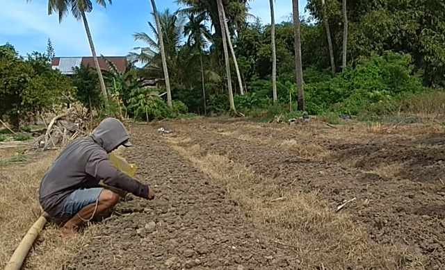 Menanam kangkung darat, penyemaian bibit kangkung