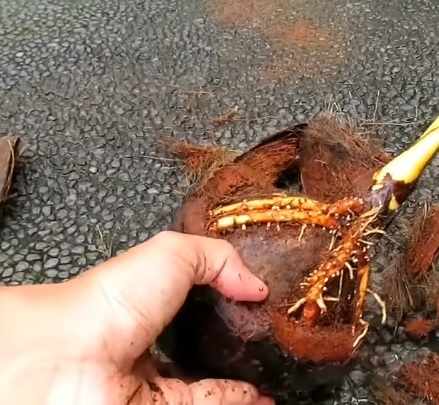 Menentukan posisi batok kelapa