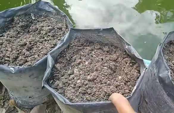 Menyiapkan lahan tanam kangkung