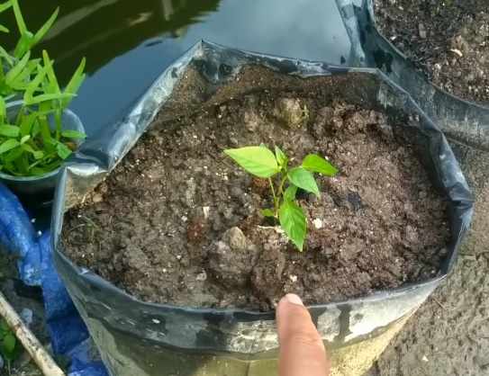 Menyiapkan media tanam tomat
