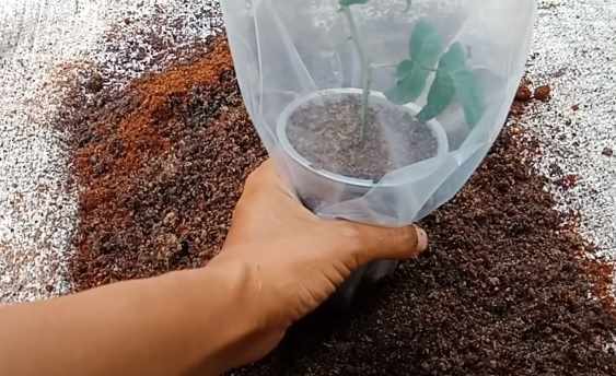 Pemeliharaan Bunga Mawar