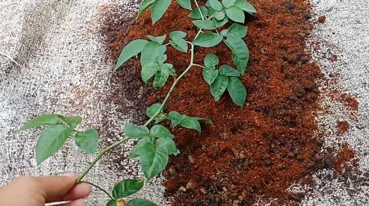 Pemilihan bibit bunga mawar